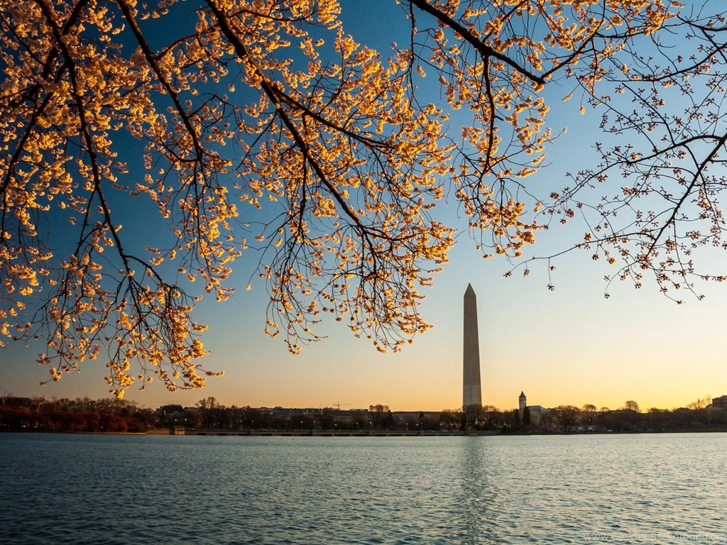Cherry Blossom Countdown: T Minus 12
