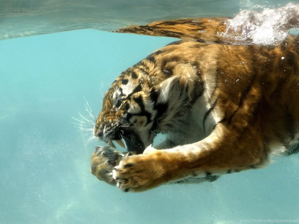 Top 10 Animal Wallpapers