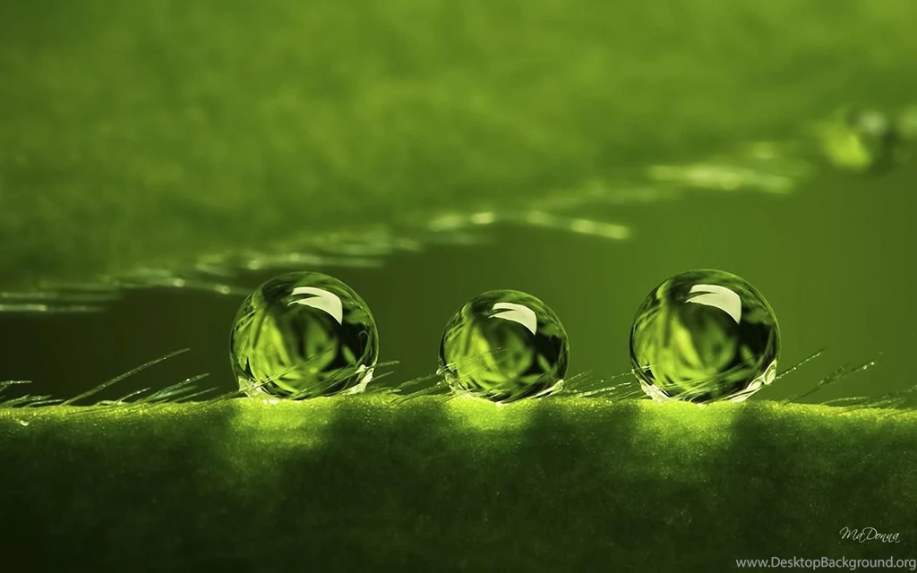 Dew Drops Wallpapers >> Backgrounds With Quality HD