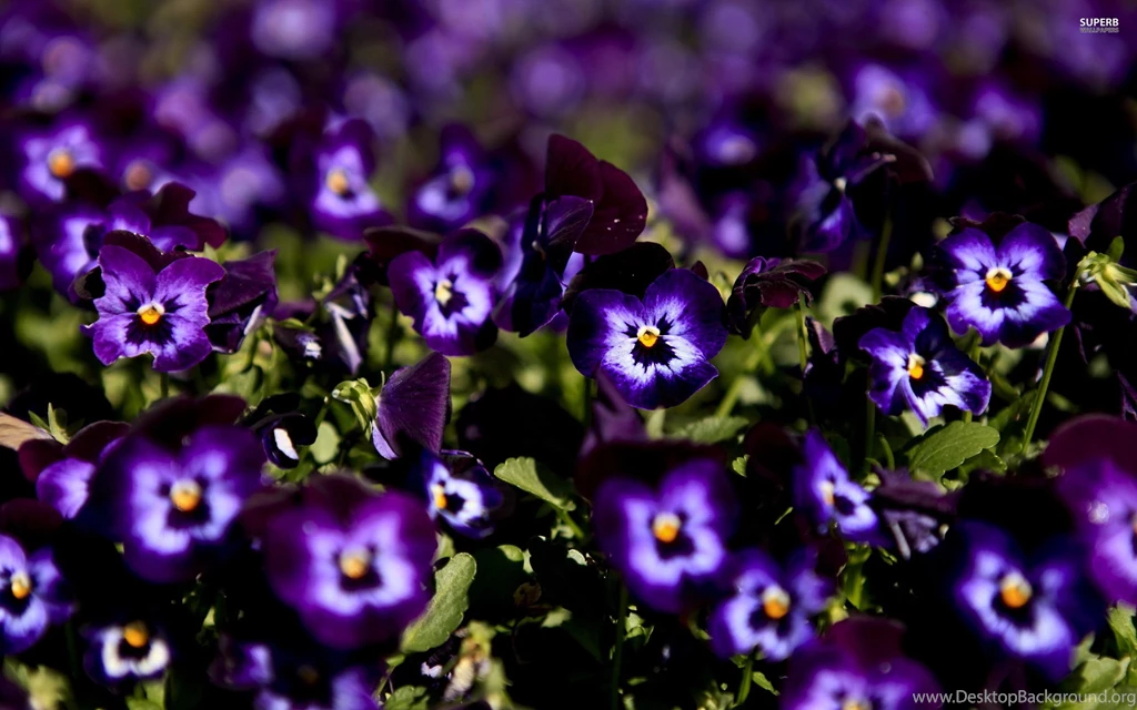 Pansy Wallpapers   Flower Wallpapers