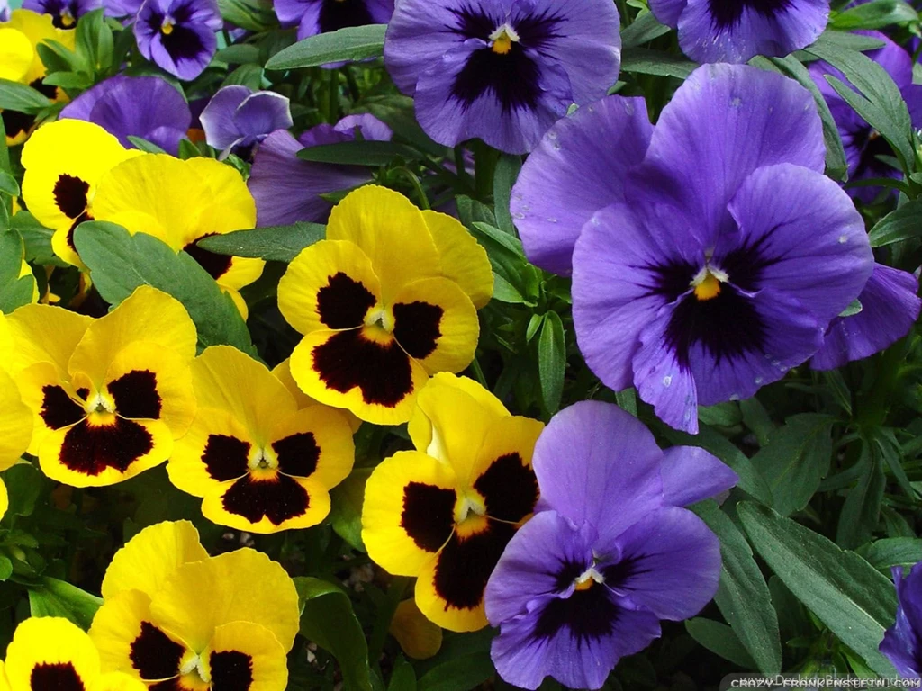 Pansy Wallpapers 3   Crazy Frankenstein
