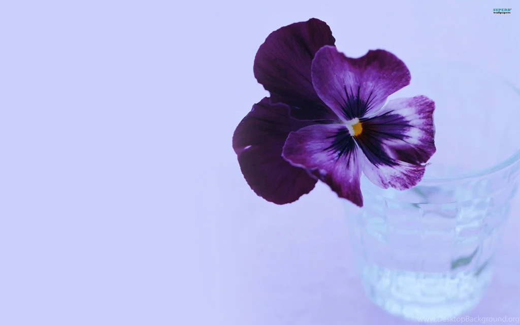 Pansy Wallpapers Flower Wallpapers