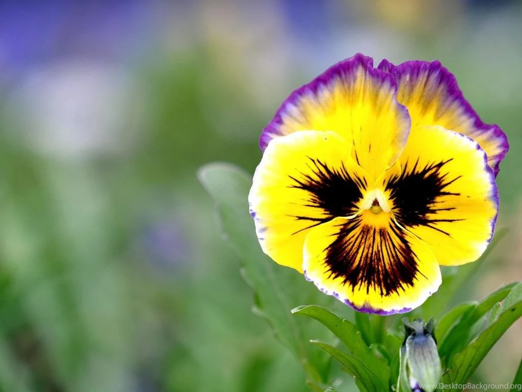 PANSY WALLPAPER   (