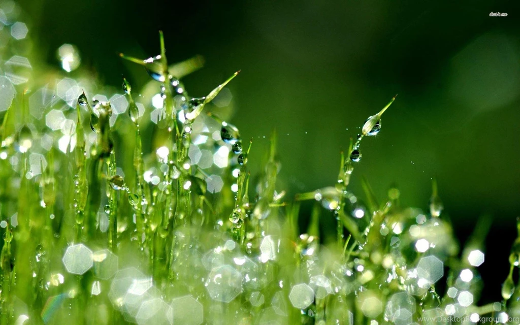 Raindrops Wallpapers Full Hd Wallpapers Search