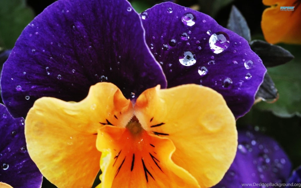 Pansy Wallpapers Wallpapers Cave