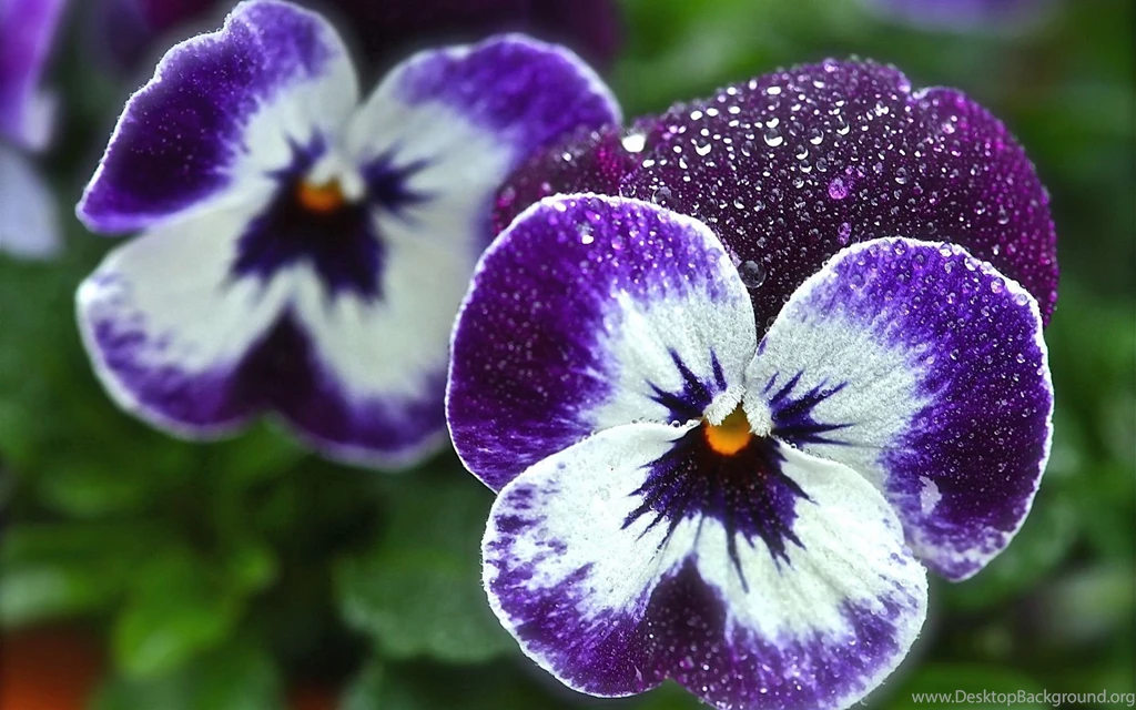 Beautiful Flowers Viola (violet, Pansy) In The Garden Wallpapers ...