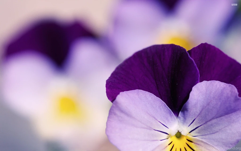 Pansies Wallpapers Flower Wallpapers