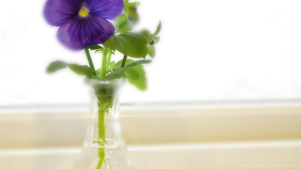 Lonely Pansy Wallpapers (