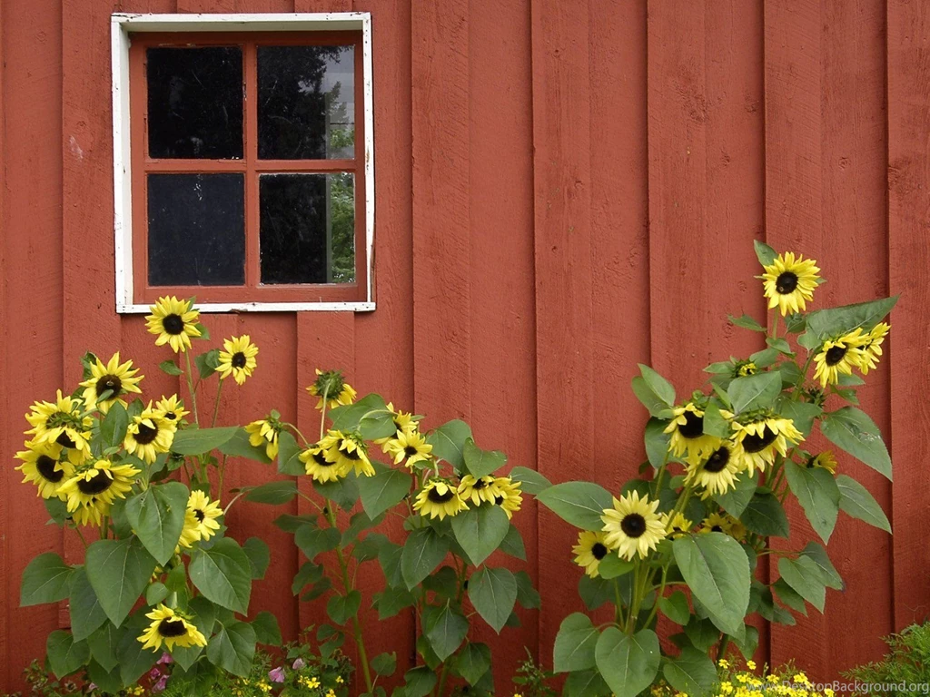 Red Alaska Parks Barn Pioneer Sunflowers Wallpapers