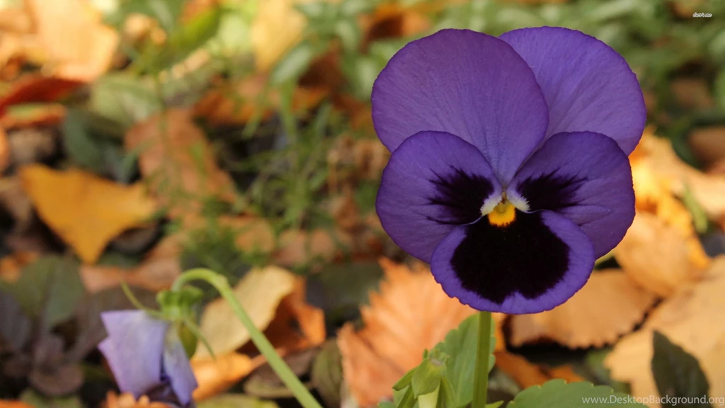Purple Pansy Wallpapers   Flower Wallpapers