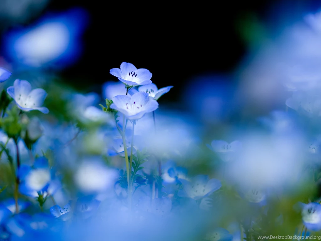 Blue Pansy Flowers In A Garden In Spring Wallpapers And Images ...