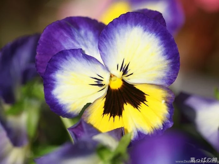 Pansy Flowers, Bicolor Pansy Violets Flower (1920+1600 ) 8 ...