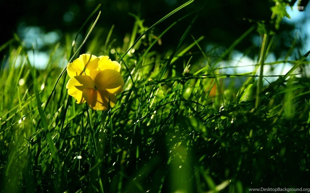 Purple Pansy Wallpapers   Flower Wallpapers