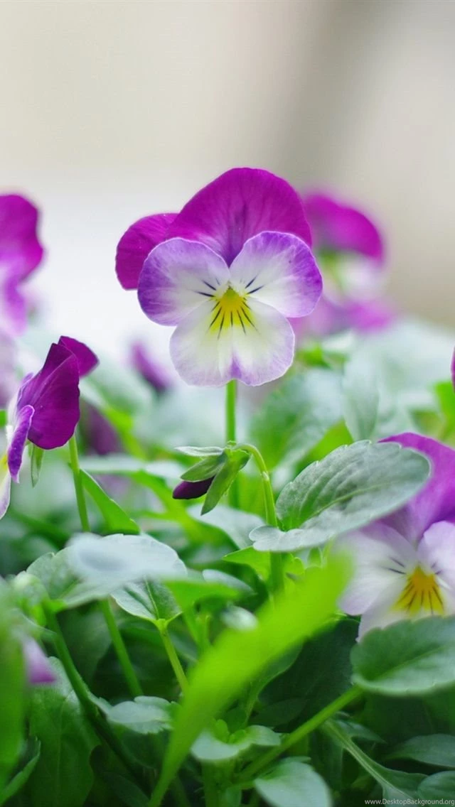 Purple Pansy Flower iPhone Wallpapers