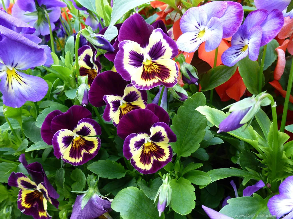 Pansy Flowers In Bloom In The Forest Wallpapers And Images ...