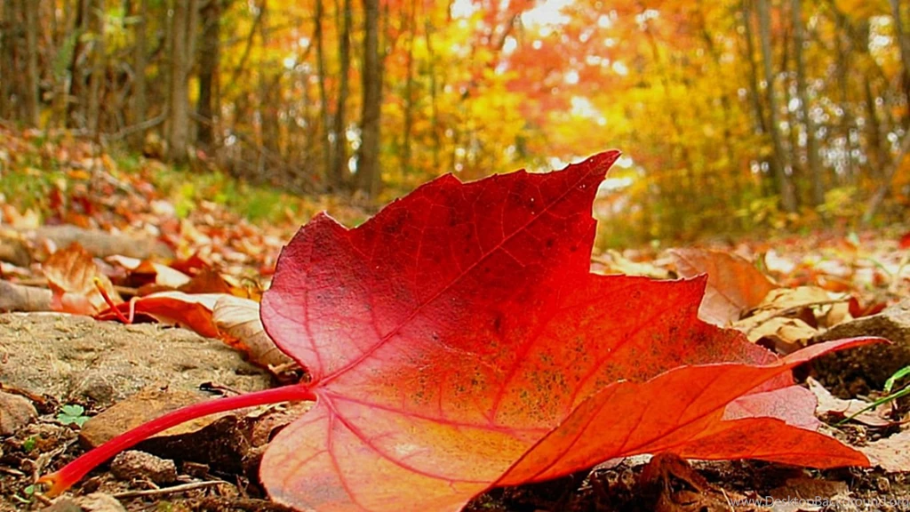 10 Breathtaking Leaf Wallpapers For Desktop – Photography Heat ...
