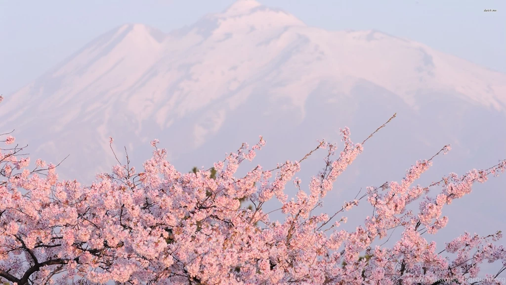 Breathtaking Pink Blossoms Wallpapers   Nature Wallpapers