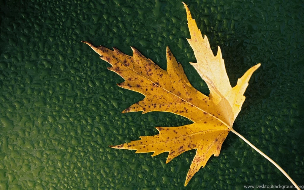 10 Breathtaking Leaf Wallpapers For Desktop – Photography Heat ...