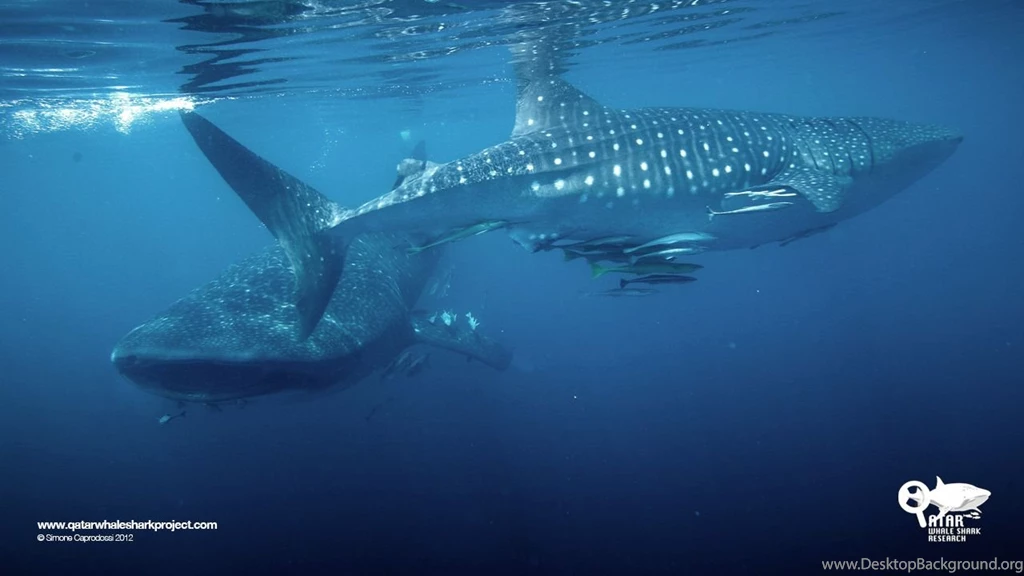 The Al Shaheen Oil Field