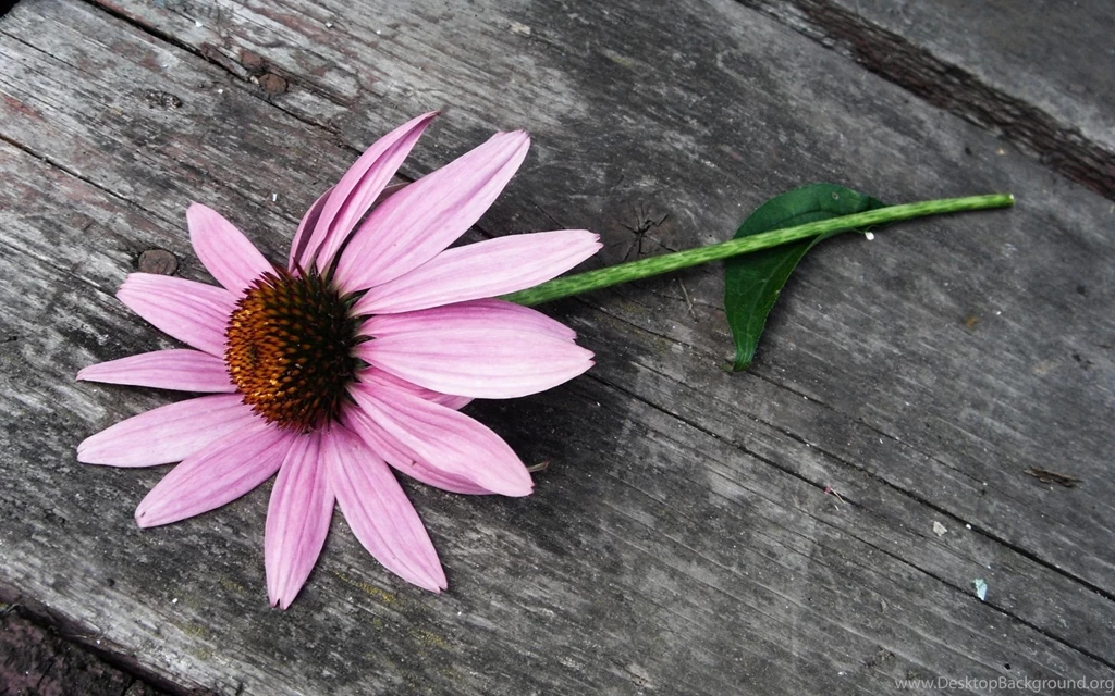 Pink Daisy Flower Wallpapers 1920x1200 966191