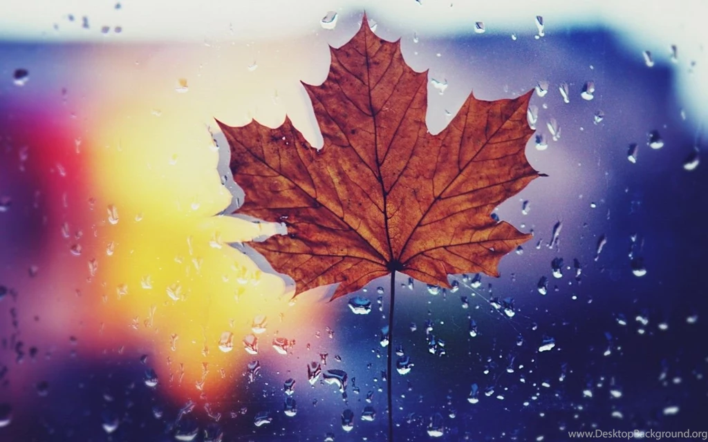 1280x800 Dried Maple Leaf Desktop PC And Mac Wallpapers