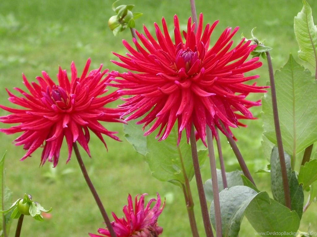 Cute, Flowers, Wallpapers