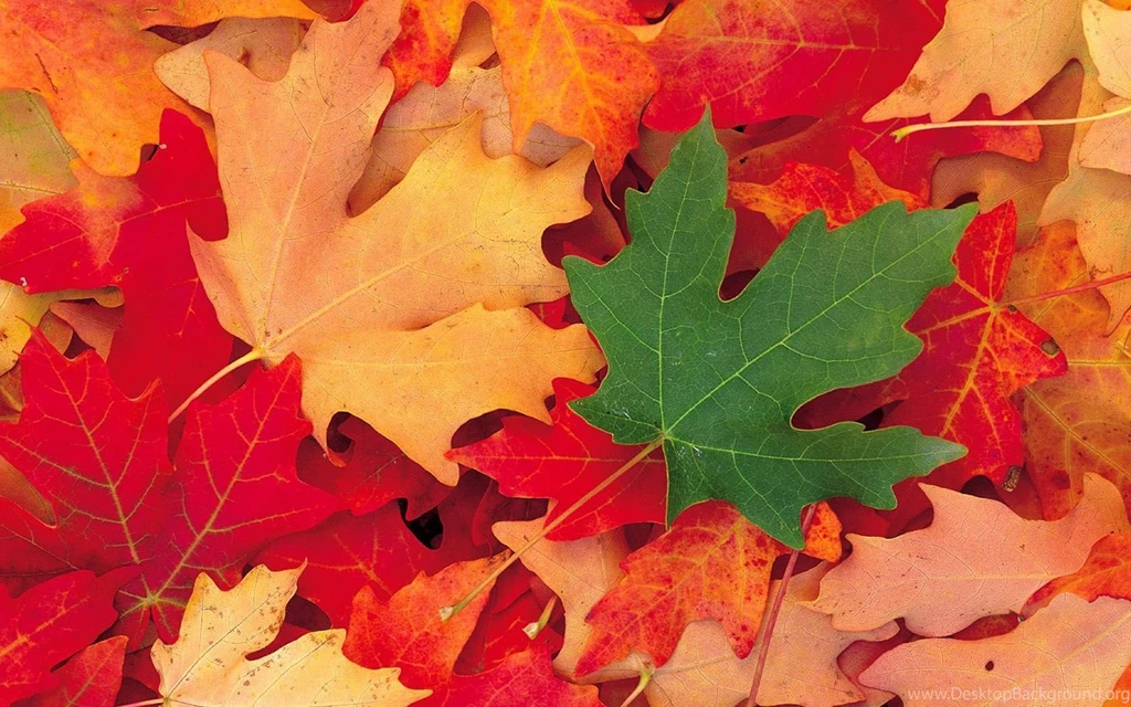 Maple Leaf Desktop Wallpaper, Maple Leaf Backgrounds
