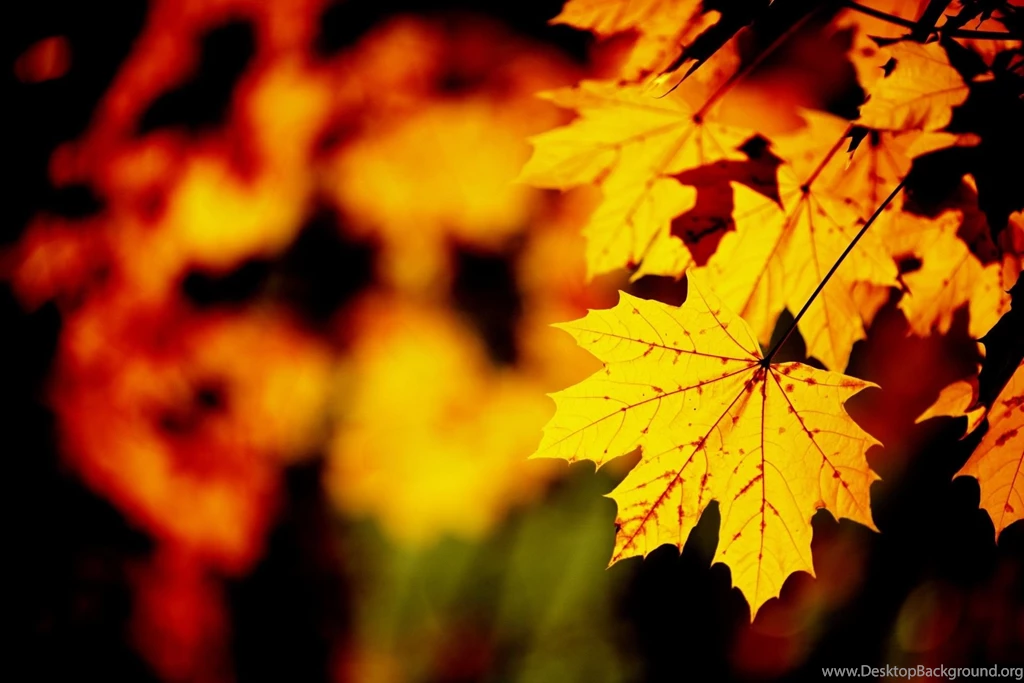 Fall Maple Leaf Wallpapers