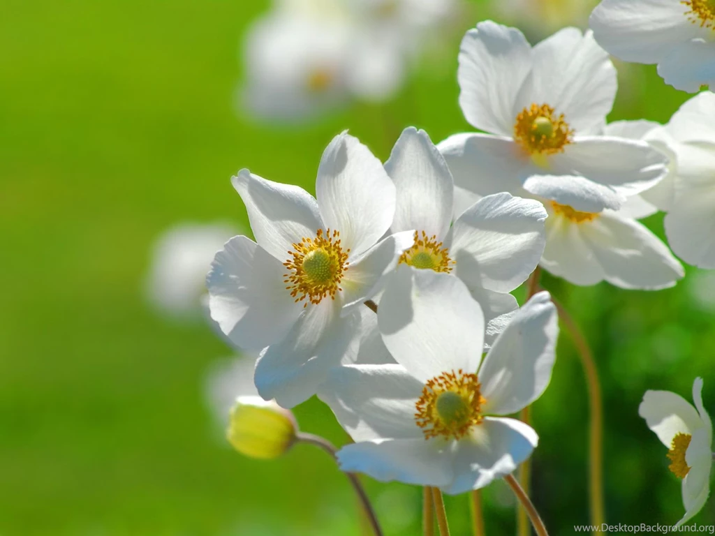 Cute Flowers Wallpapers 40739