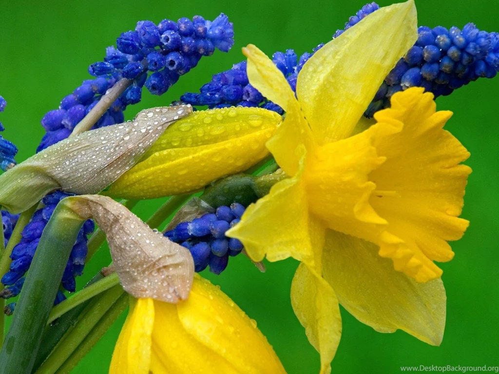 Flowers Wallpapers Archives Free Desktop Wallpapers, Wallpapers ...