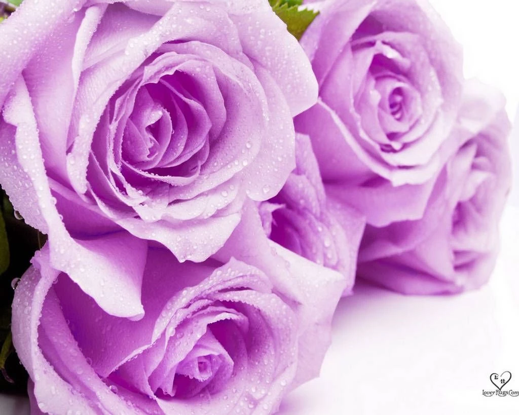 Flower Wallpapers Tumblr Hd Black And White Widescreen Download For ...