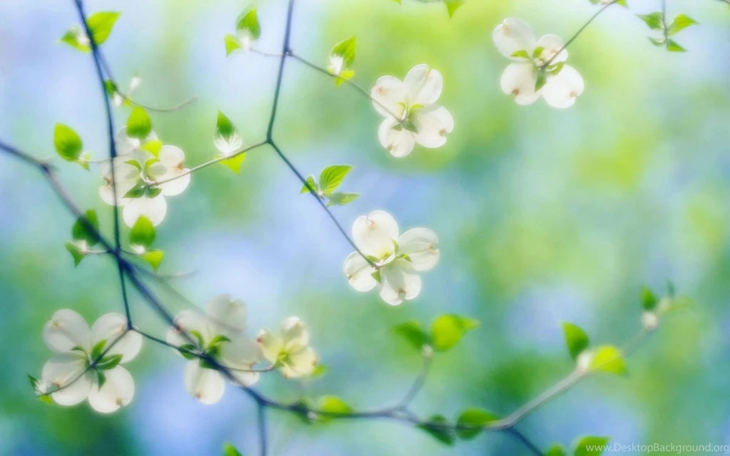 Colourful Flowers Wallpapers Download