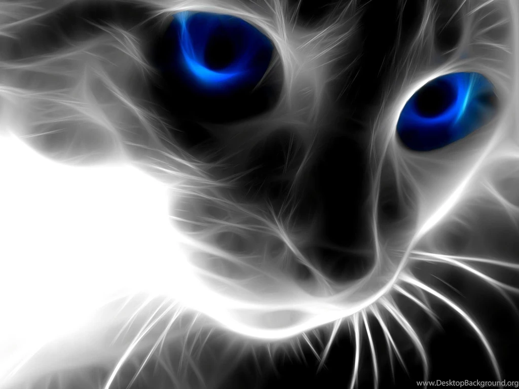 Kitty Blue Eyes Wallpapers HD Wallpaper Backgrounds Of Your Choice