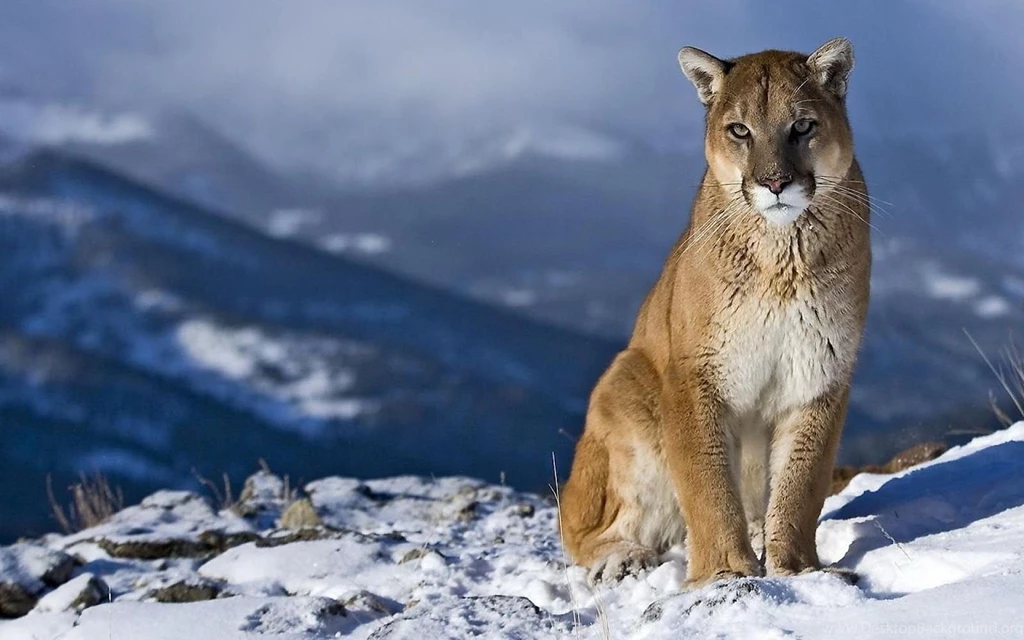 18683) Mac Mountain Lion Full HD Wallpapers WalOps.com