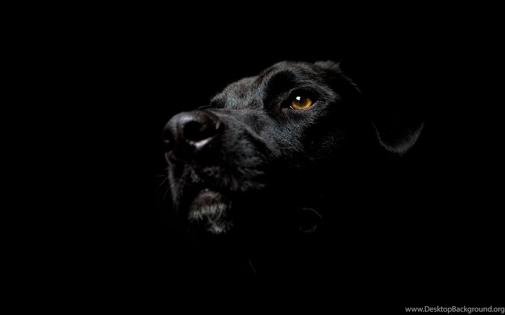 Black dog cool hd wallpapers.jpg