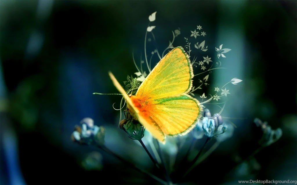 1680x1050px Butterfly Hd Wallpapers Com