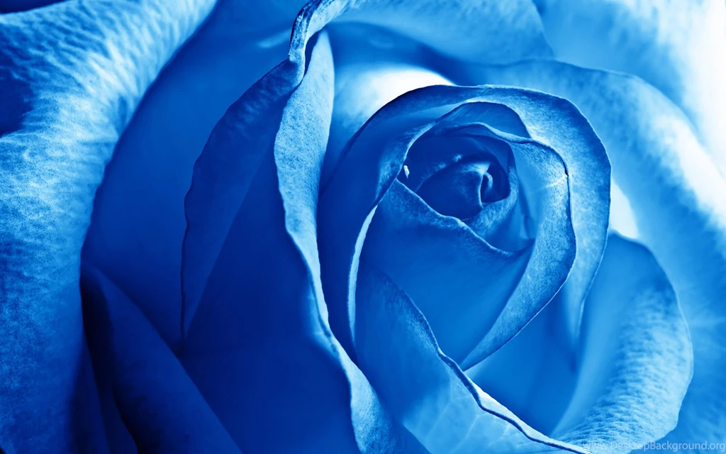 5068) Blue Rose Full HD Wallpapers WalOps.com