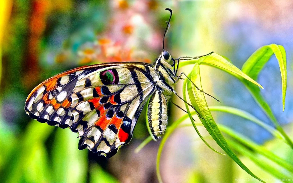 Butterfly Wallpapers