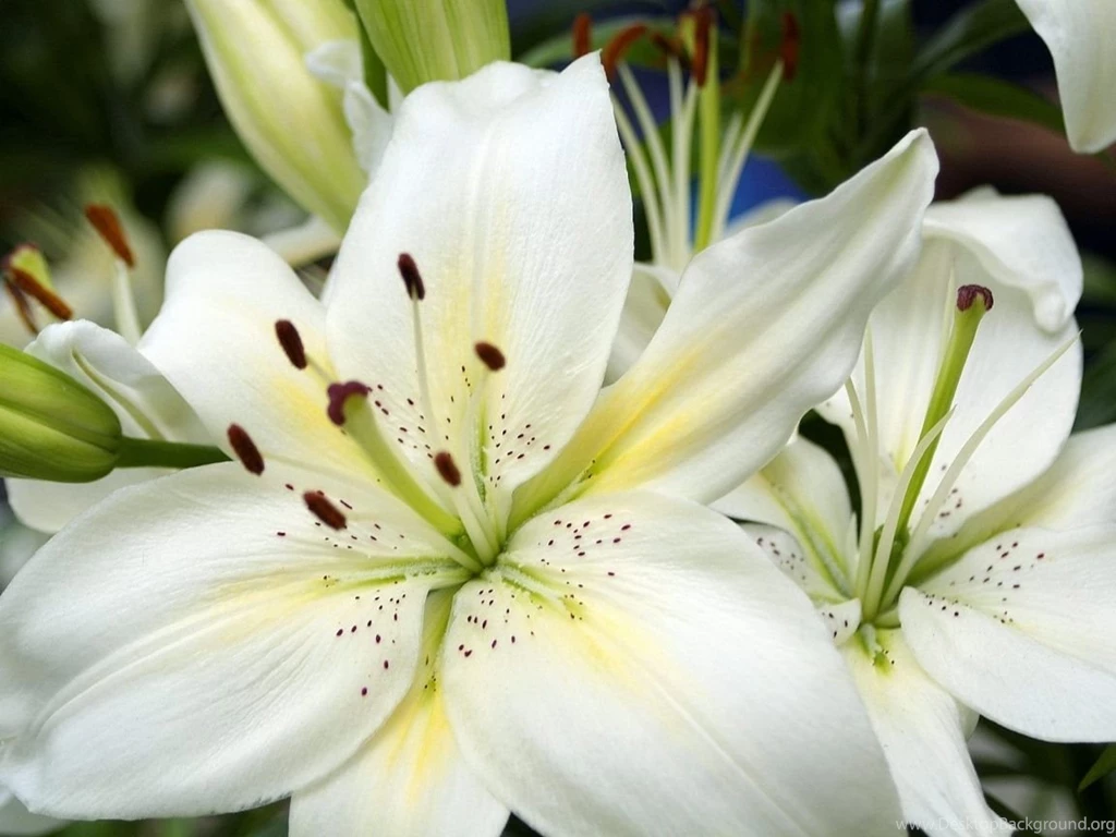 1152x864 Wonderful Flowers Desktop PC And Mac Wallpapers