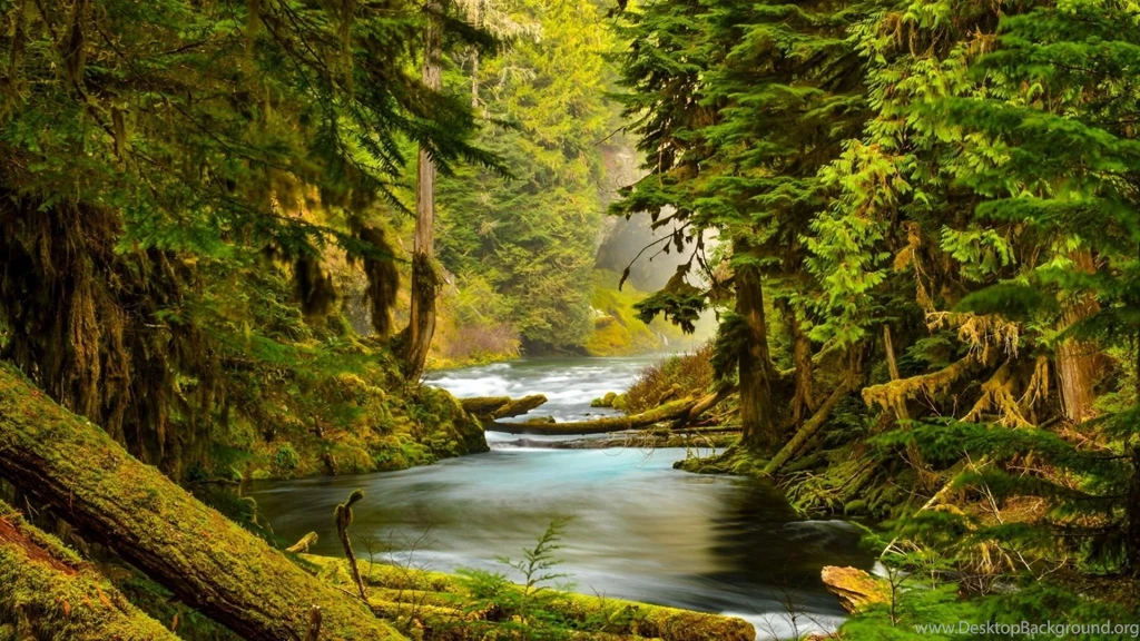 Mossy Forest HD Breathtaking Wallpapers Free HD Wallpapers ...