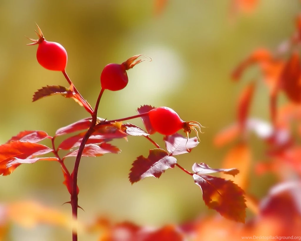 The Most Wonderful Nature Wallpapers 1280x1024 NO.15 Desktop ...