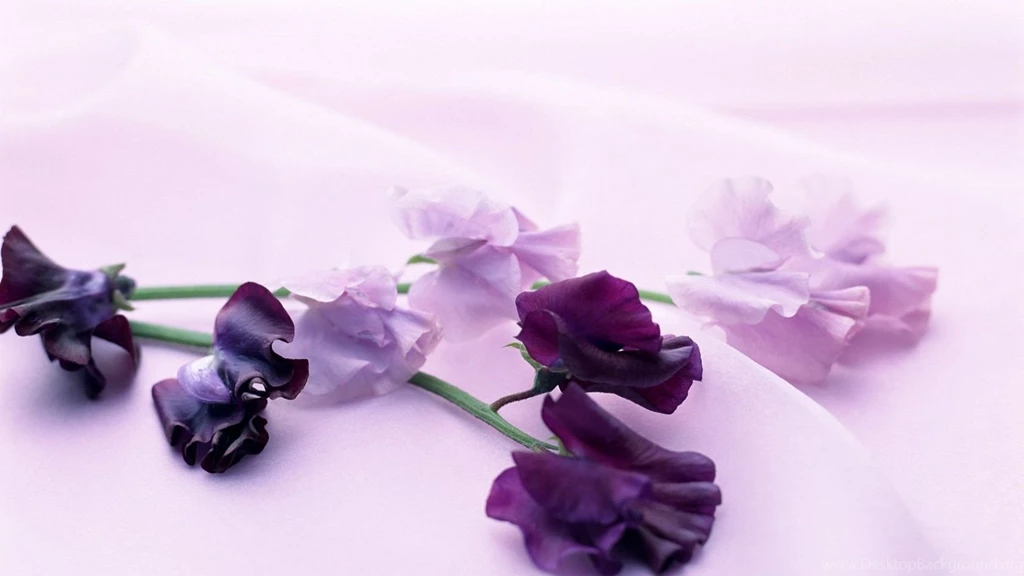 Nice Flower Wallpapers Download   HD Wallpapers And Pictures