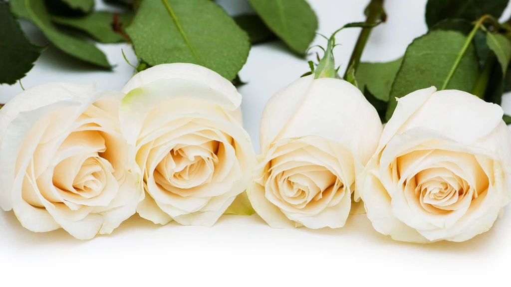 Adorable white rose wallpaper.jpg