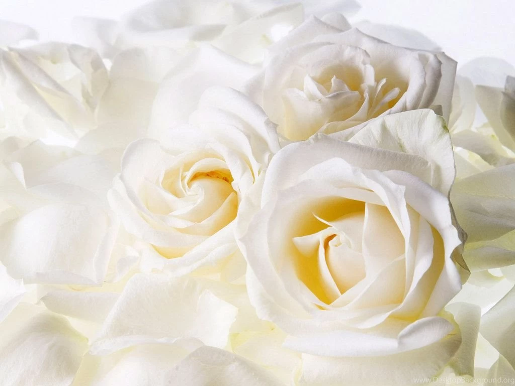 White Rose Wallpapers Free Download