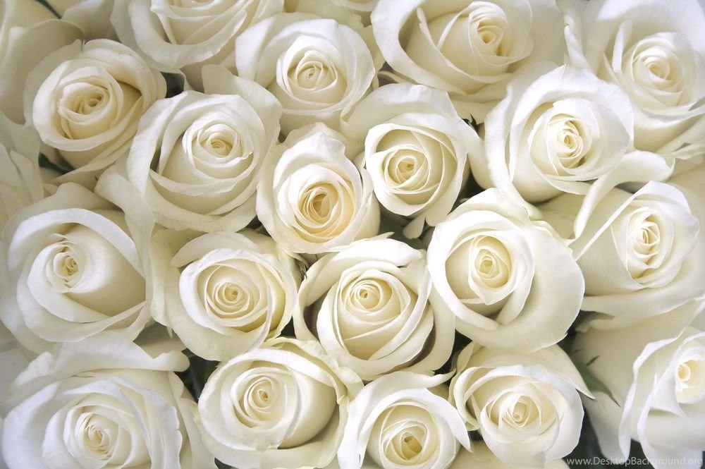 White Rose Wallpapers 763