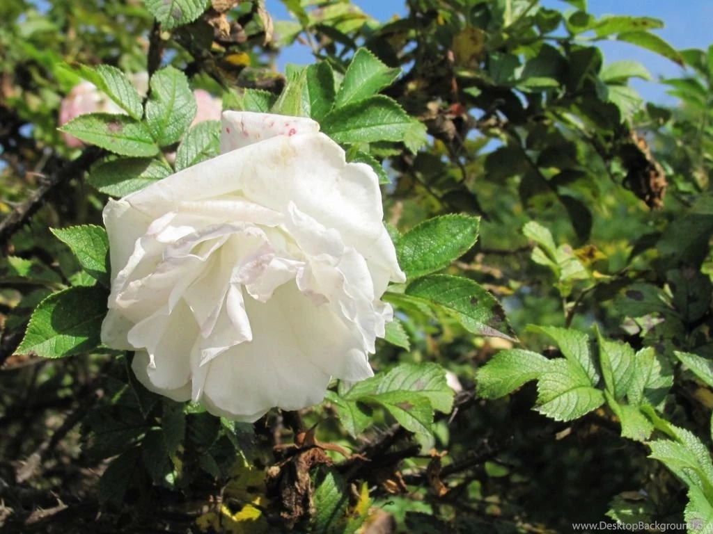 White Rose Wallpapers HD Pictures