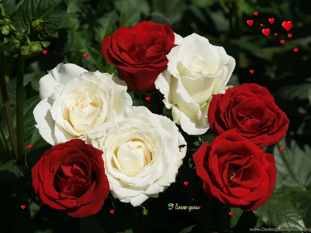 Fun Box: 100+ Beautiful Red Rose Wallpapers