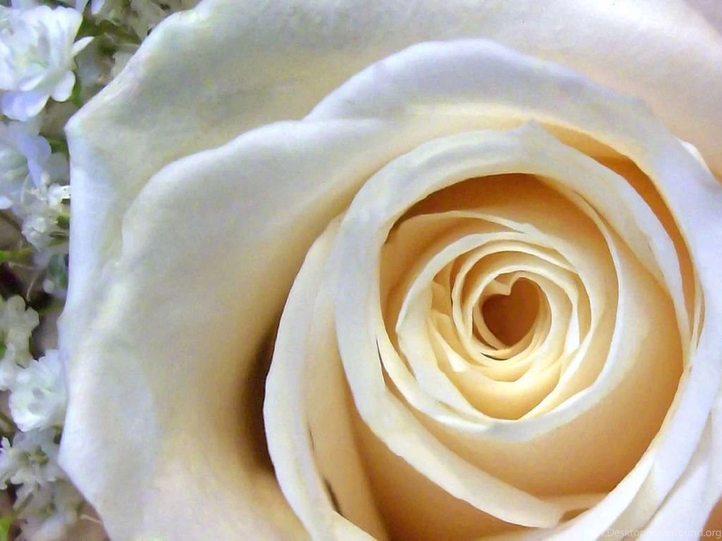 Flowers Photography Beautiful Flower Photos