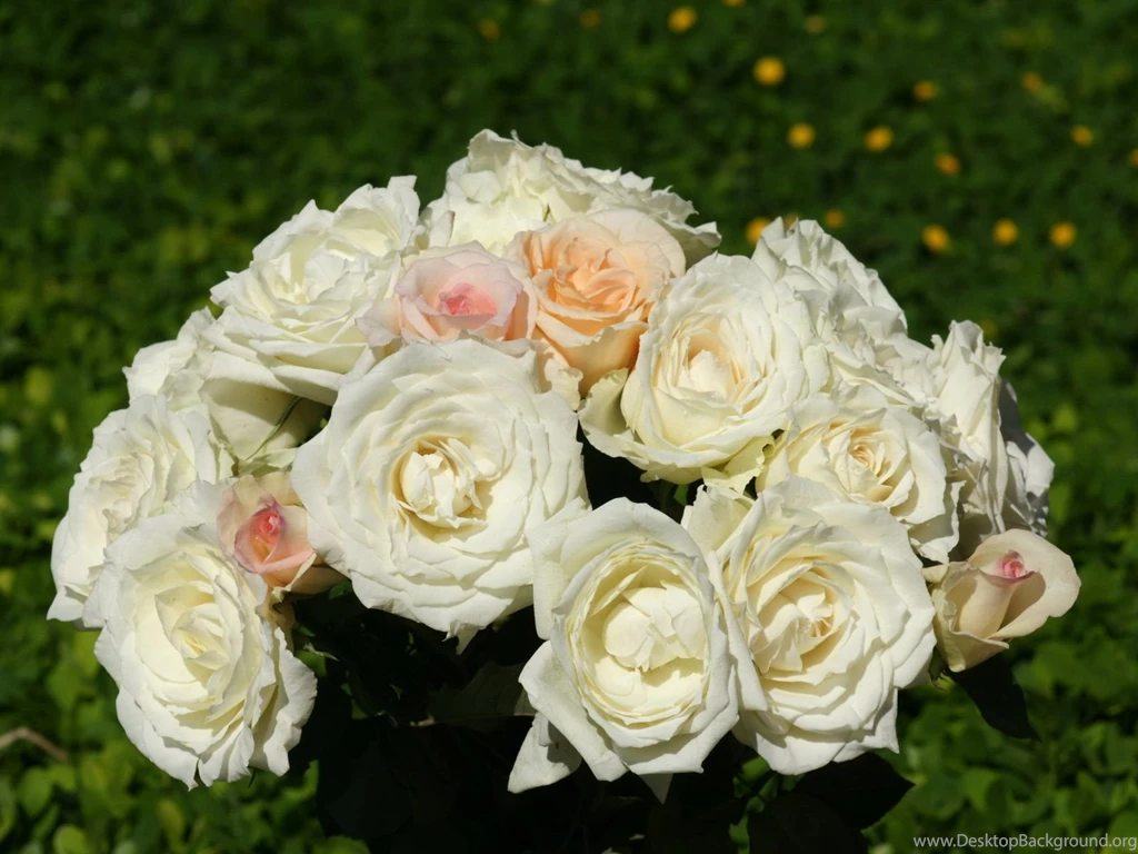 Roses Wallpapers: Colorful Roses, Rose Bouquet Wallpapers