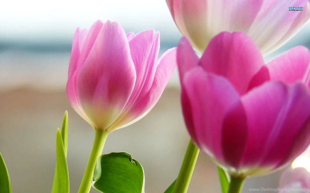 Beautiful Flowers Desktop Wallpapers HD Wallpapers Desktop ...